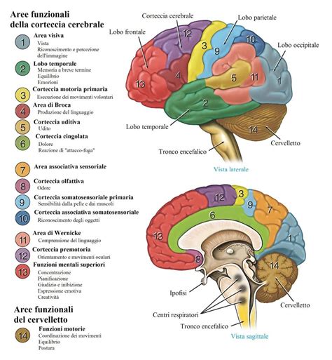 corteccia cerebrale prima